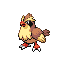 Pidgey