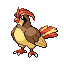 Pidgeotto