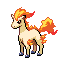 Ponyta